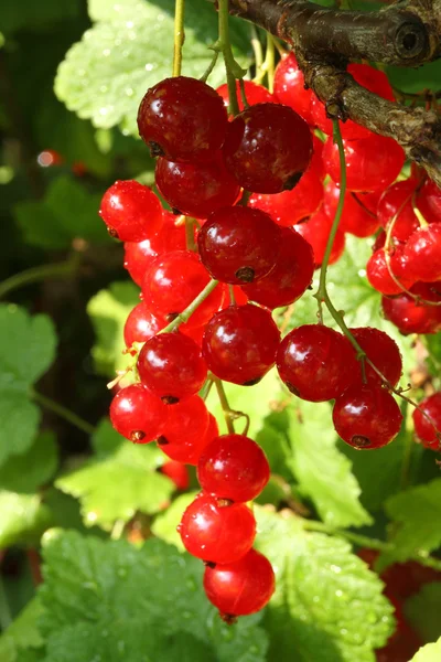 Ribes rosso maturo . — Foto Stock