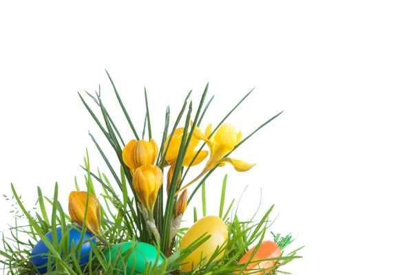 Easter eggs and crocus. — Stock Photo, Image