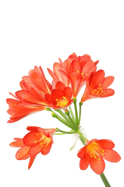 Rode amaryllis op wit. — Stockfoto
