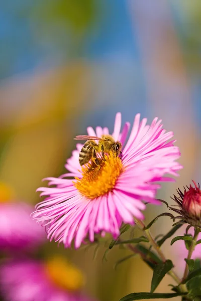 stock image Bee and flower.