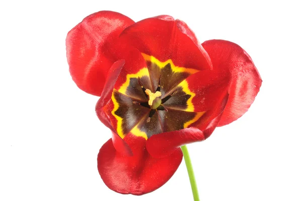 Красный тюльпан . — стоковое фото