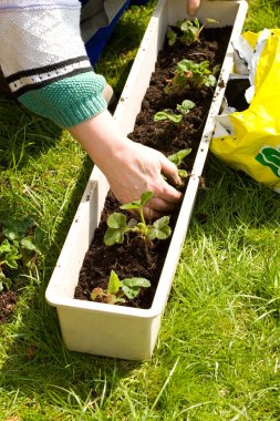 Gardening. clipart