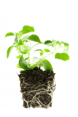 Impatiens baby plant. clipart