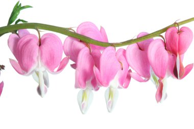 Dicentra spectabilis.