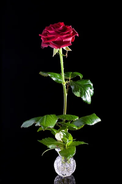 Róża czerwona. — Zdjęcie stockowe