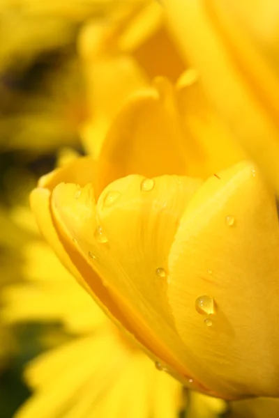 Gele tulp. — Stockfoto