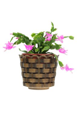 Christmas cactus. clipart