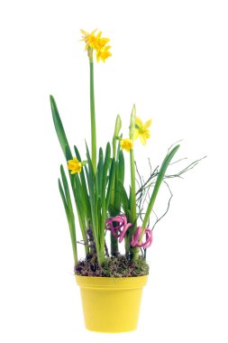 Yellow narcissuses. clipart