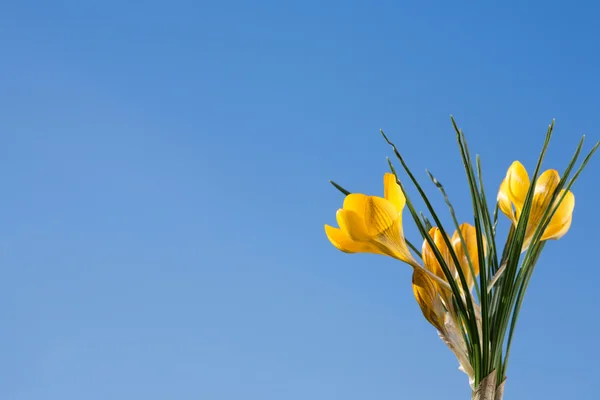 Yellow crocus. — Stock Photo, Image