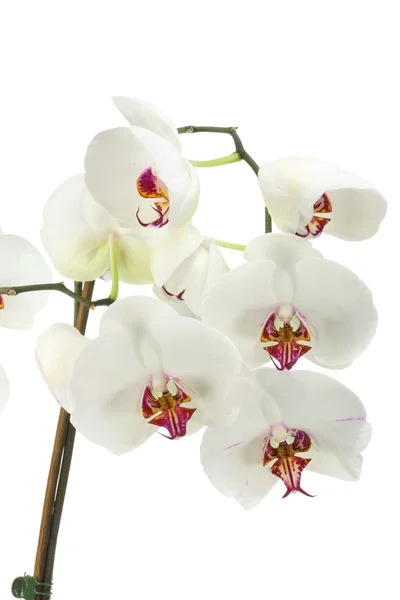 White orchid. — Stock Photo, Image