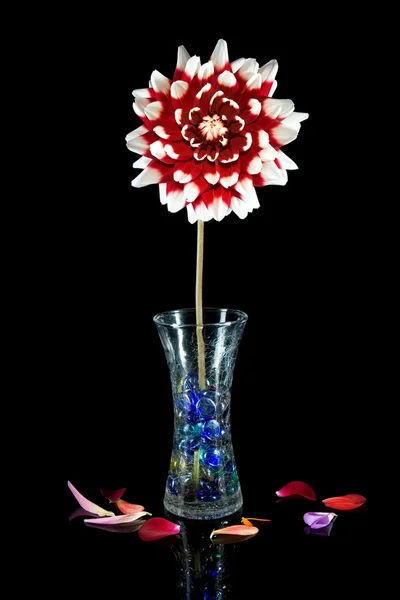 Красно-белый георгин с вазой на черном . — стоковое фото