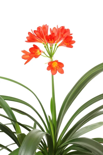 Červená amaryllis. — Stock fotografie