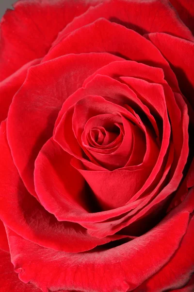 Vörös rózsa. — Stock Fotó