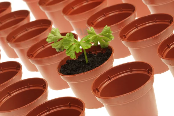 Parsley and flowerpots. — Stock Photo, Image