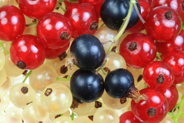 White, black and red currants. — Stock Photo, Image