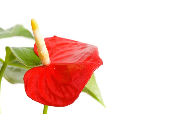 Anthurium rouge . — Photo
