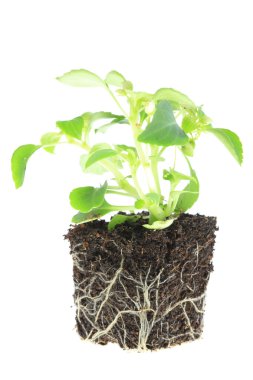 Impatiens baby plant. clipart