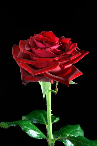 Red rose on black. — Stock Photo, Image