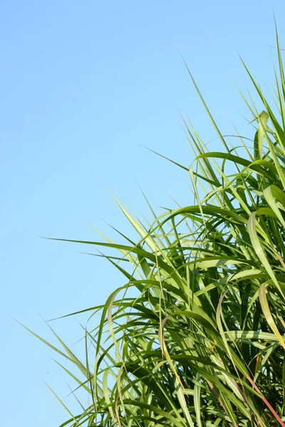 Stock image Reeds.