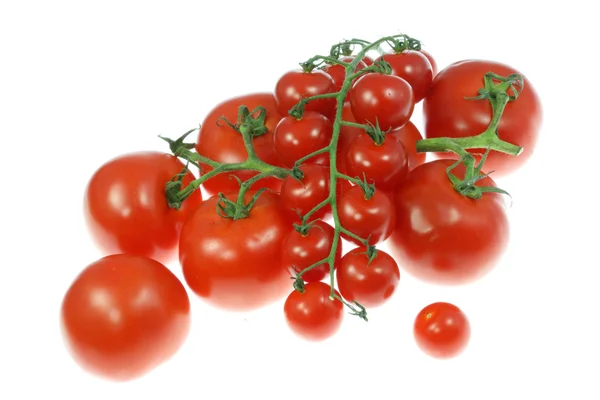 Tomaten auf weiß. — Stockfoto