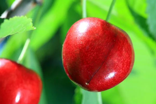 Ripe cherries. — Stock Photo, Image