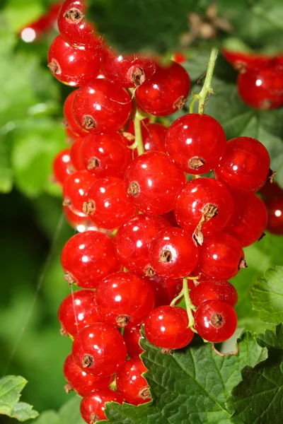 Red currants. — Stock Photo, Image