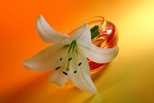 White lily on yellow. — Stock Photo, Image