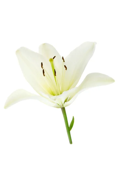 Bílá lilie na bílém pozadí. — Stock fotografie