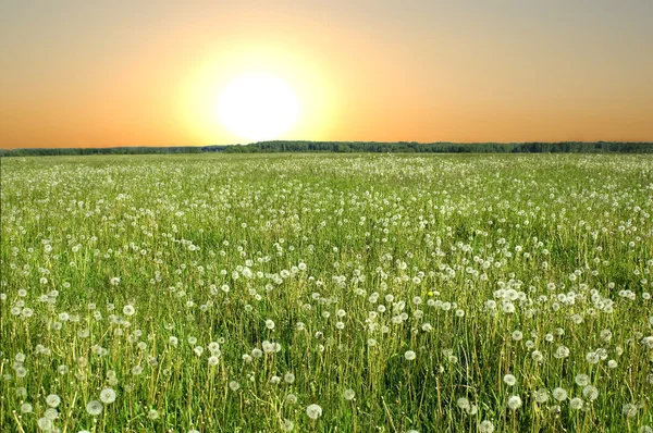 stock image Dandelions