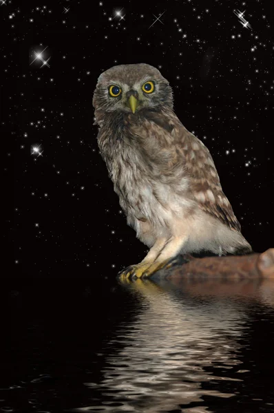 stock image Owl at water