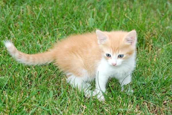 Katze geht aus nächster Nähe im Gras spazieren — Stockfoto