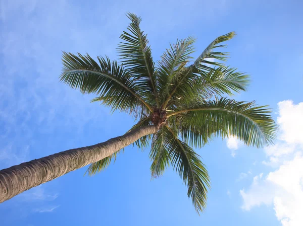 stock image Palm tree