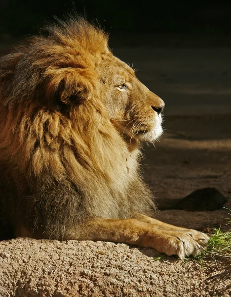 African Lion — Stock Photo, Image