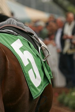 Close Up of Thoroughbred Horse clipart