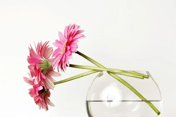 stock image Pink Gerbera Daisies