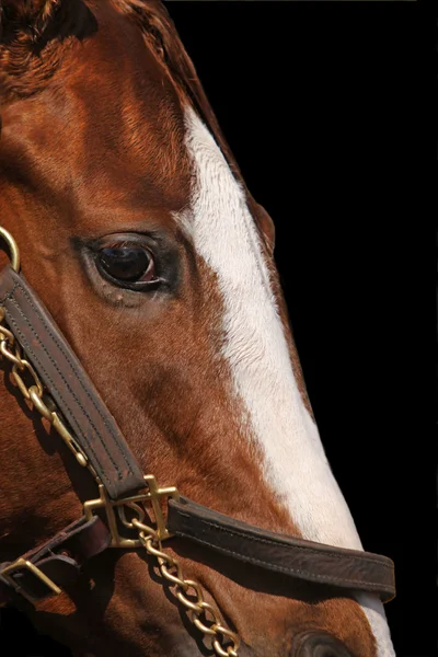 Primo piano del volto del cavallo da corsa — Foto Stock
