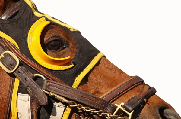 Inför race häst med kopia utrymme Stockfoto