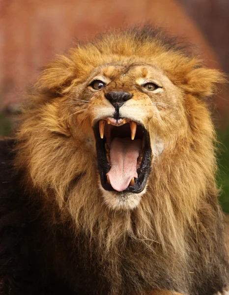 Grrr... — Stockfoto