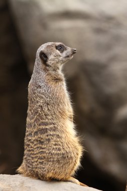 meerkat portre