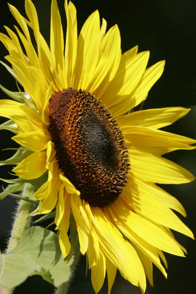 stock image Close Up Sunflower