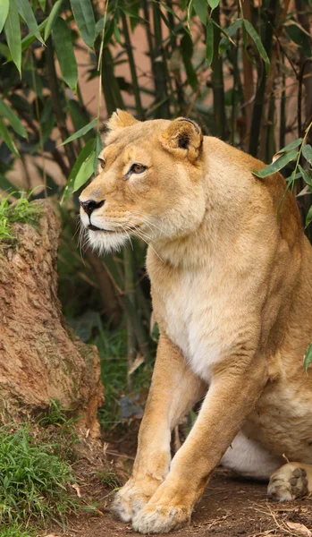 African Lioness — Stock Photo, Image