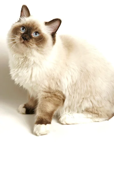 Yumuşak gölge beyaz kedi — Stok fotoğraf