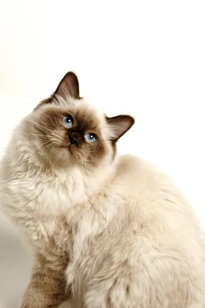 부드러운 그림자와 함께 흰색 고양이 — 스톡 사진