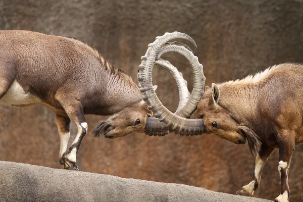 Cabras selvagens lutando — Fotografia de Stock