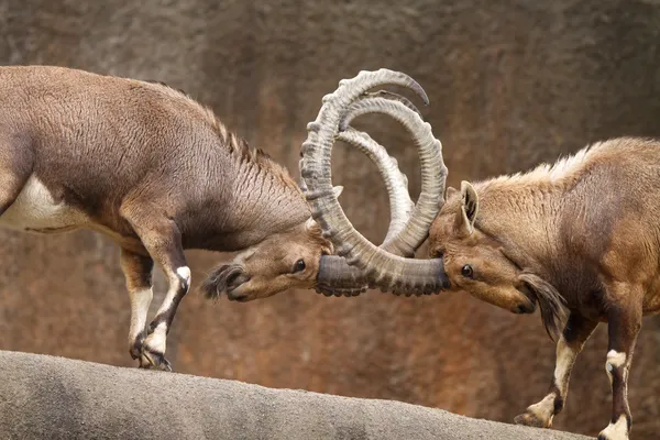 Wilde geiten vechten Stockfoto