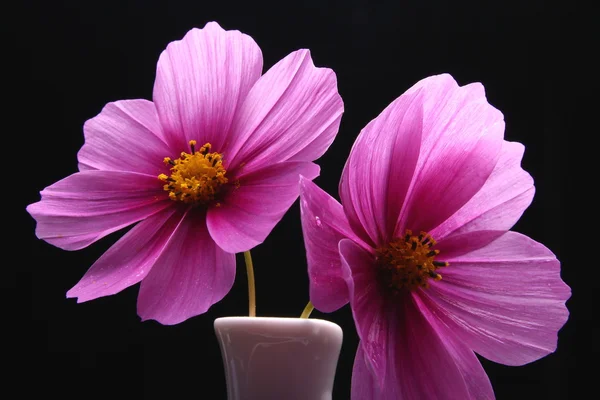 Велнес-Cosmea квітка — стокове фото