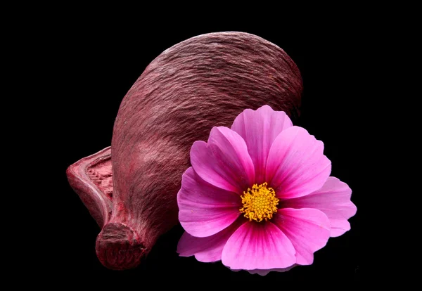 Bienestar-Cosmea flor —  Fotos de Stock