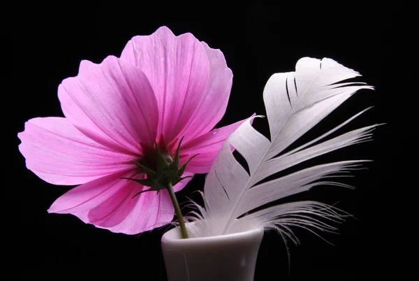 Цветок Веллнесса - Космеи — стоковое фото