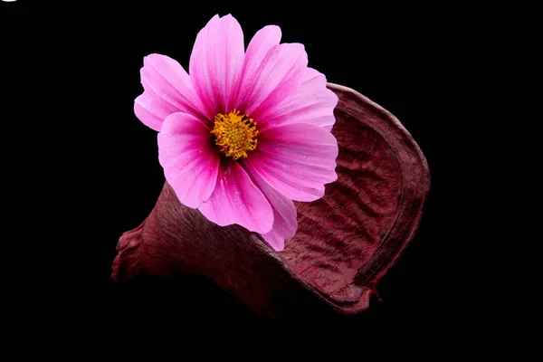 Wellness-Cosmea flower — Stock Photo, Image