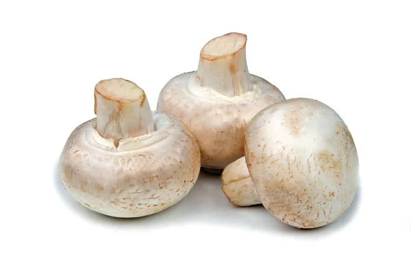 Mushrooms-Champions — Stock Photo, Image